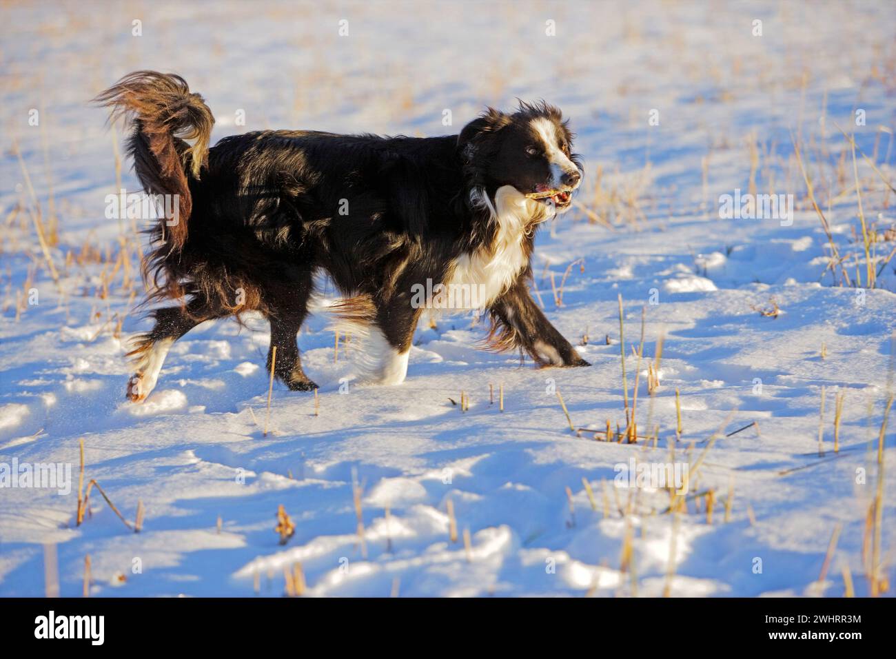 Border Collie Dog marchant dans une prairie enneigée jouant avec un bâton. Banque D'Images