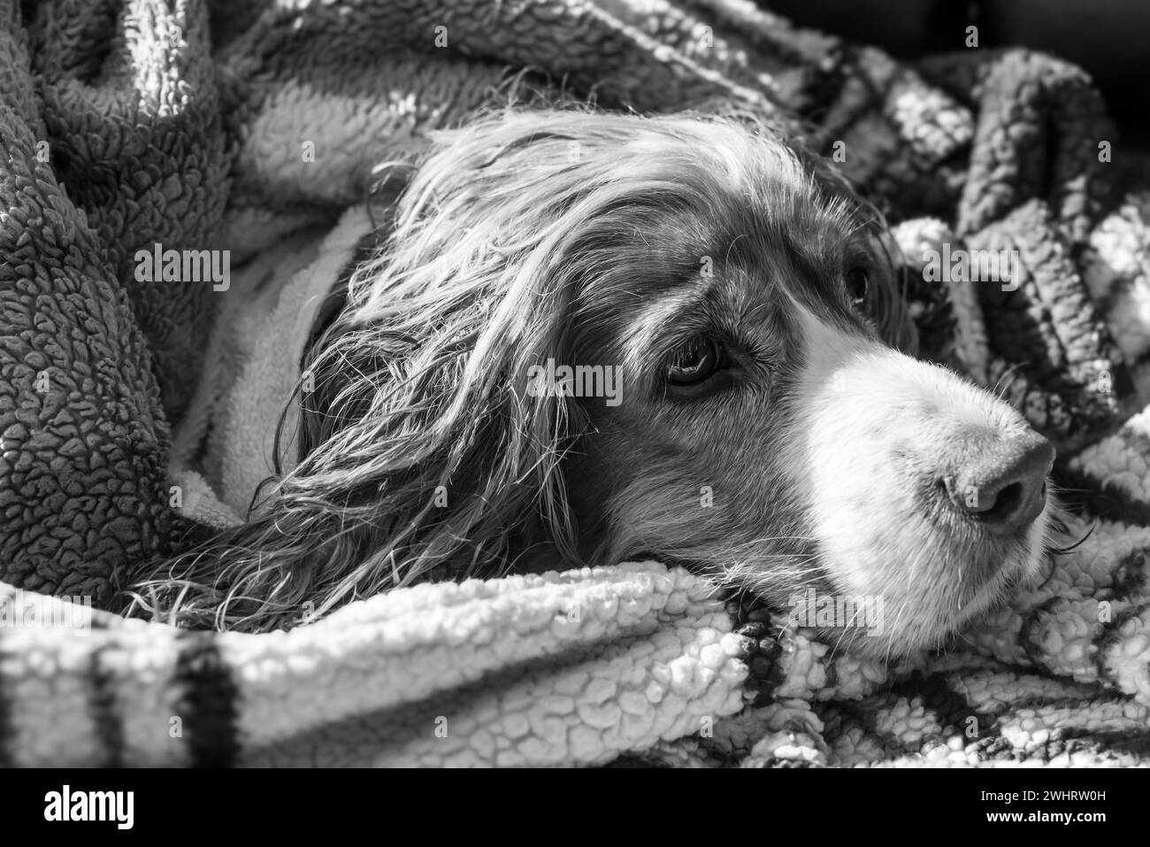 Animal de compagnie chien mignon enveloppé dans une couverture après avoir pris un bain. Banque D'Images