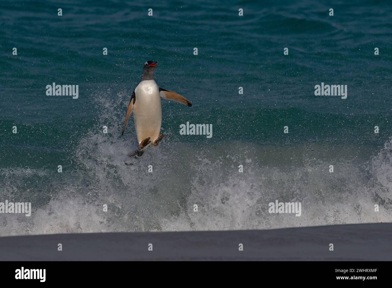 Gentoo Penguin (Pygoscelis papua) se lançant de la mer alors qu'il arrive à terre sur l'île Carcass dans les îles Falkland. Banque D'Images