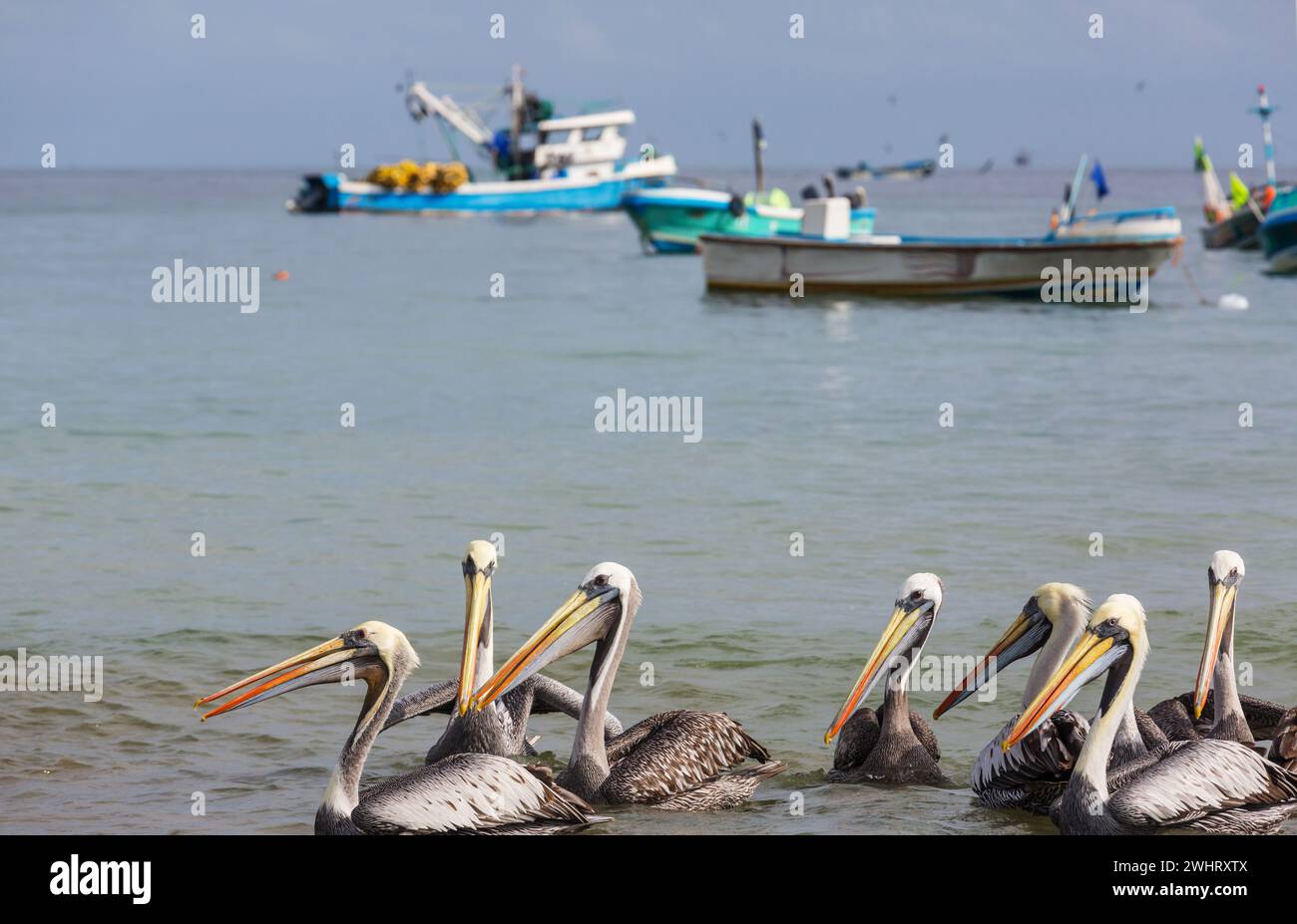 Pelican Banque D'Images