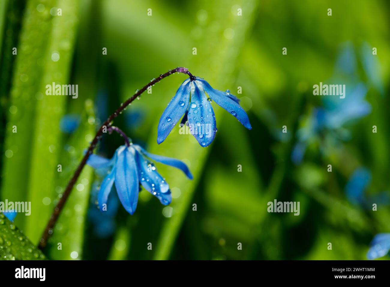 Gros plan de fleurs bleu cilla luciliae fleuries avec des gouttes de pluie en journée ensoleillée. Premières plantes bulbeuses de printemps. Mise au point sélective avec effet bokeh. Banque D'Images