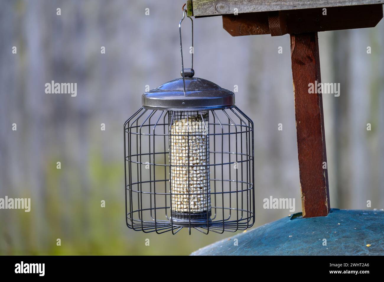 Granulés de sucrerie dans un mangeoire à oiseaux résistant aux écureuils suspendu à une table à oiseaux dans un jardin britannique. Banque D'Images