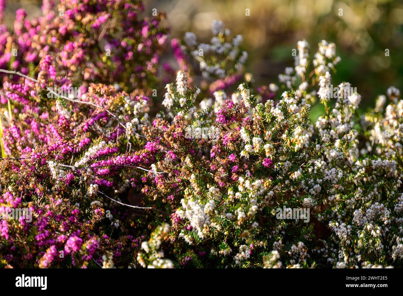 Masse de fleurs de bruyère dans un jardin du Royaume-Uni sous le soleil d'hiver. Banque D'Images