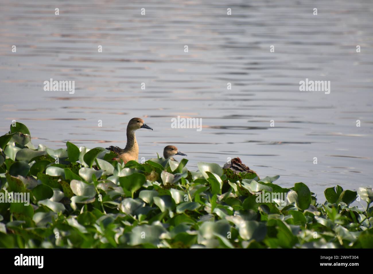 Kolkata, Bengale occidental, Inde. 11 février 2024. Malgré son environnement urbain de maisons à plusieurs étages et de bazars animés, Santragachi Jheel est un refuge pour les oiseaux migrateurs cet hiver, sa surface étant principalement recouverte de jacinthes d’eau. Parmi les divers visiteurs aviaires, les petits canards sifflants se distinguent comme l'espèce dominante, accompagnés de diverses variétés plus petites. La juxtaposition de la vie urbaine et de la beauté naturelle captive les ornithologues, qui affluent pour assister à ce phénomène unique. Des efforts sont en cours pour préserver cet écosystème délicat au milieu de l'urbanisation, assurant que Santragachi Jheel reste un Banque D'Images