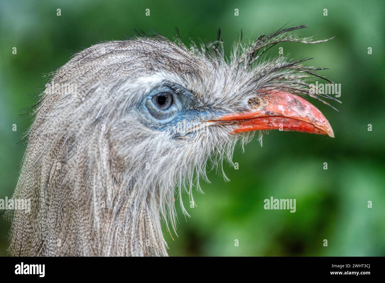 Seriema à pattes rouges, Cariama cristata. Oiseau typique de la nature du Brésil. Oiseau dans la prairie d'herbe, longue jambe rouge. Voyager en Amérique du Sud. Banque D'Images