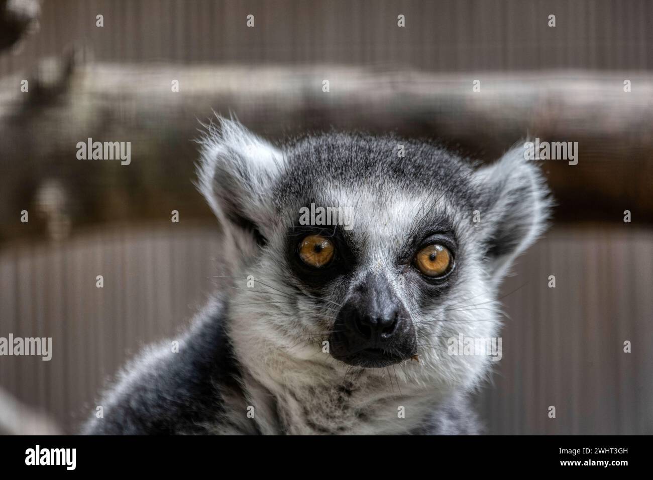 Lémurien à queue annulaire ou catta de lémurien avec les yeux grands ouverts. Banque D'Images