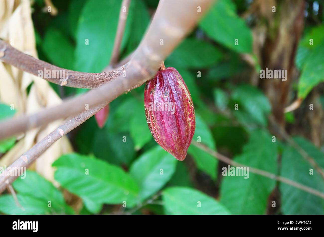 Gros plan d'un pot de cacao de couleur pourpre rouge mûrissant sur son arbre Banque D'Images