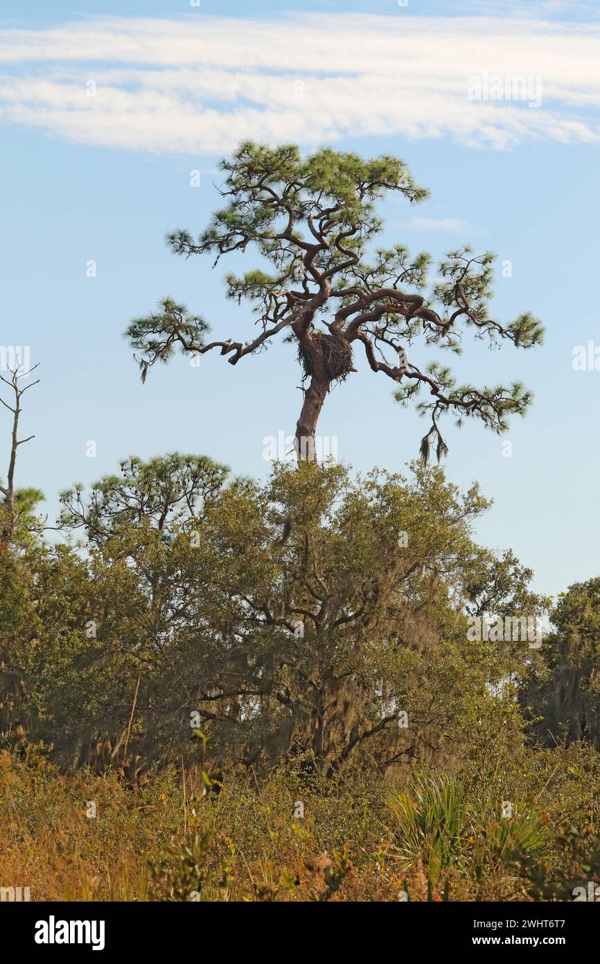 Nid d'un aigle à tête blanche dans un pin sur un sentier à Oscar Scherer State Park près d'Osprey, Florida vertical Banque D'Images