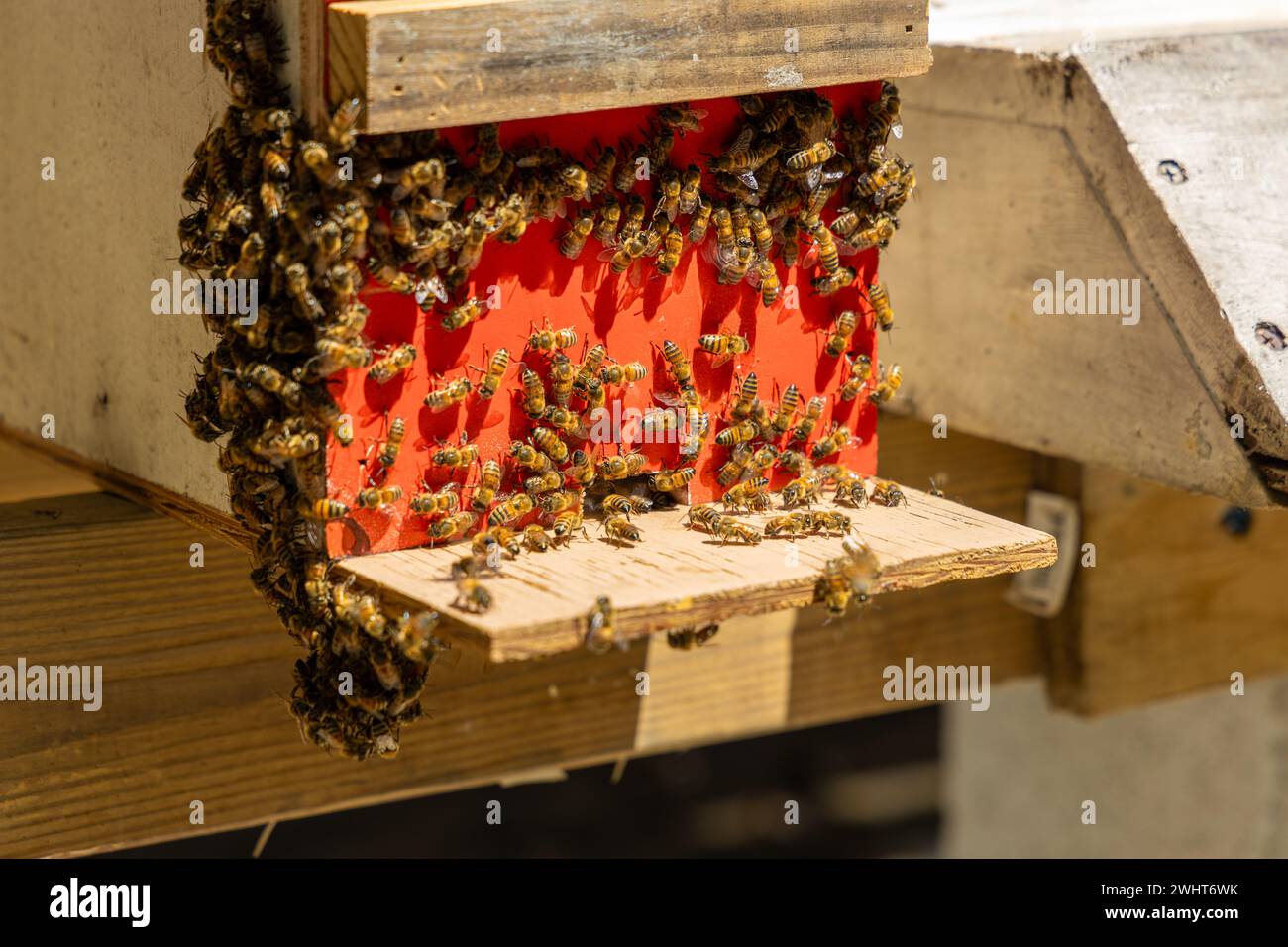 Un essaim d'abeilles bourdonnantes autour d'une structure voisine Banque D'Images