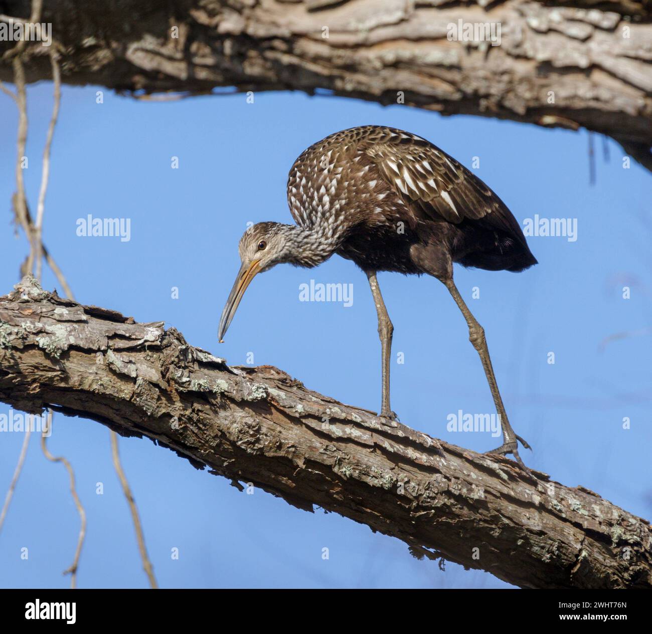 Limpkin (Aramus guarauna) se nourrissant dans un arbre, comté de Fort Bend, Texas, États-Unis. Banque D'Images