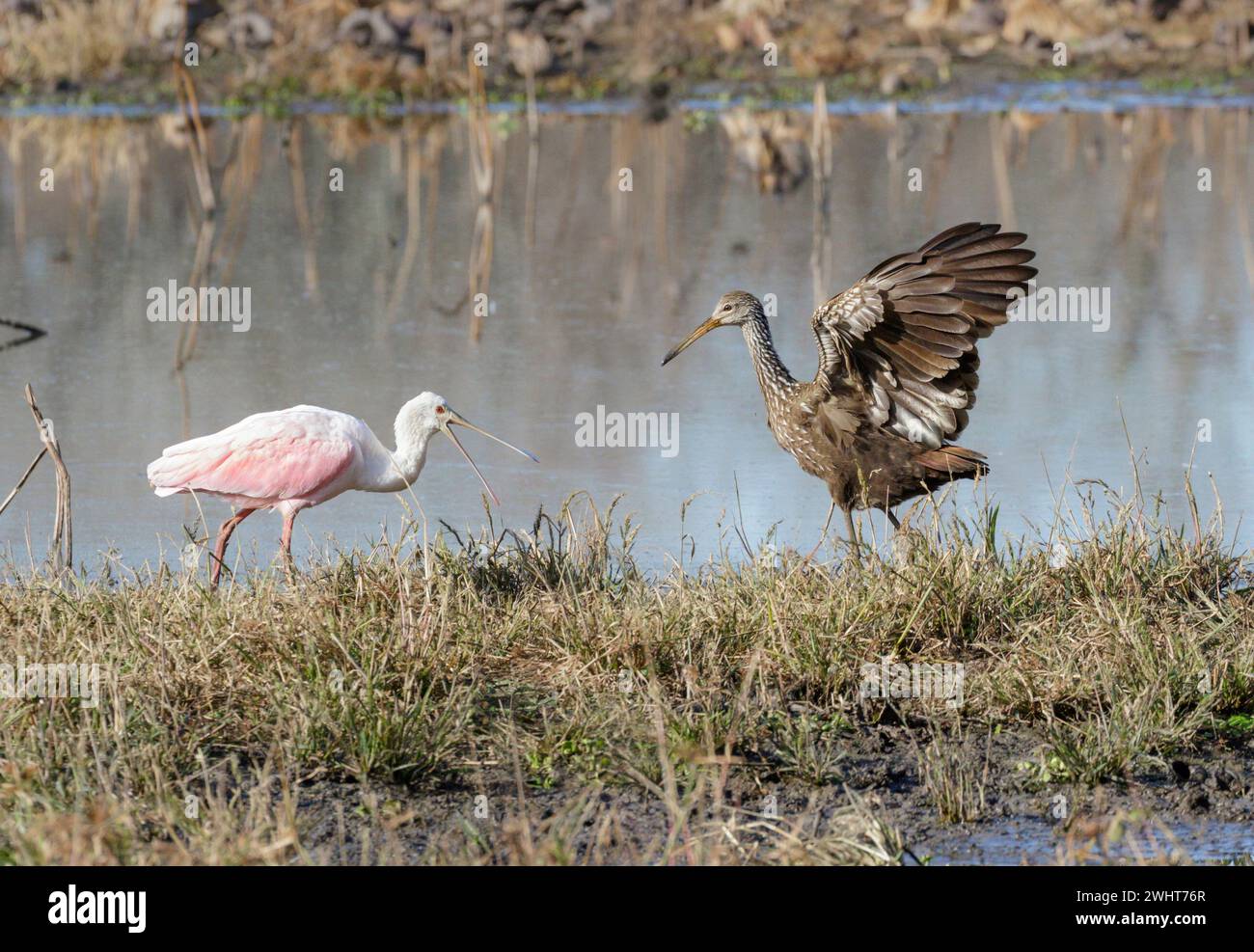 Un conflit entre le bec de cuillère rosé (Platalea ajaja), à gauche, et le limpkin (Aramus guarauna), à droite, au bord d'un lac, comté de Fort Bend, Texas, États-Unis Banque D'Images