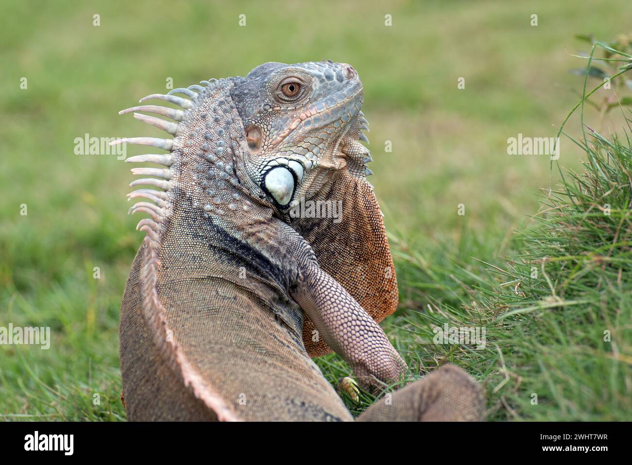 Gros plan portrait d'iguane commun Banque D'Images