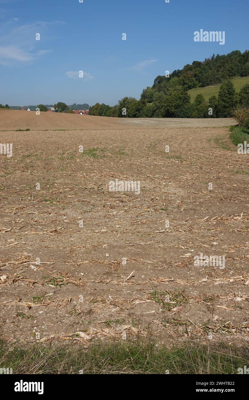 Zea mays, maïs, après récolte Banque D'Images