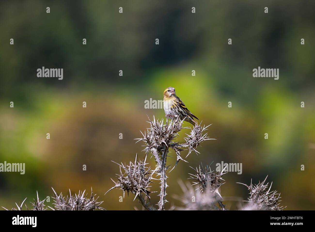 Bel oiseau Siskin assis sur une branche mince en Israël Banque D'Images