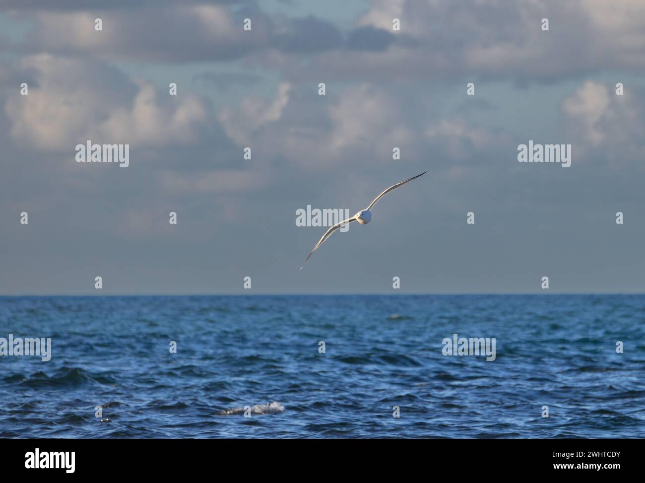 belle mouette sur fond de nuages au coucher du soleil Banque D'Images