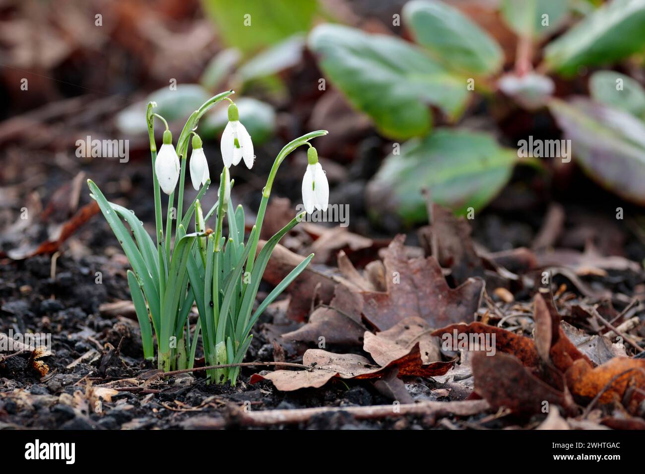 Snowdrop Galanthus nivalis, fleur saisonnière de début de printemps unique fleur blanche tombante sur une seule tige trois sépales étalant la bande comme des feuilles Banque D'Images