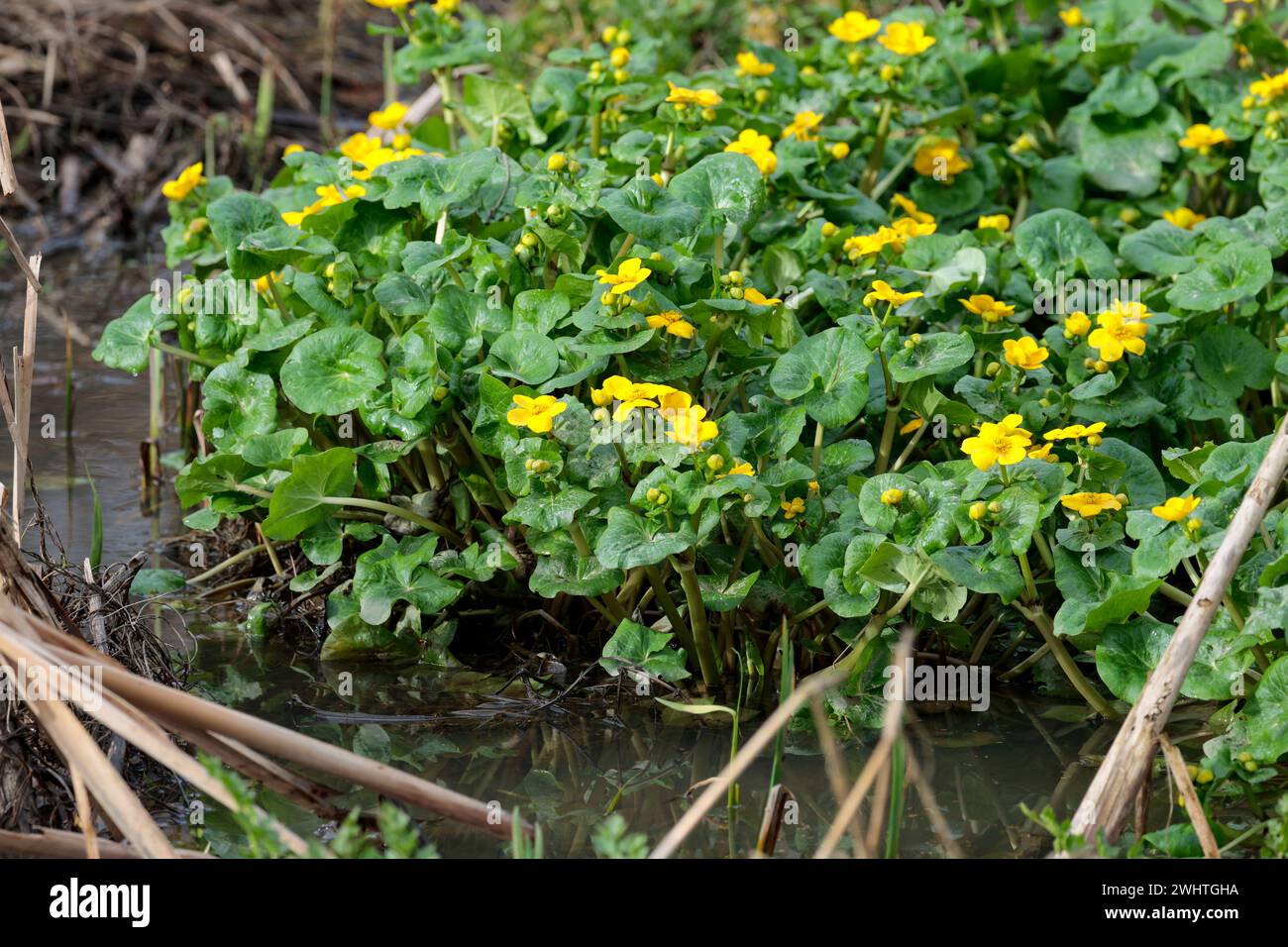 Plante des zones humides de fin d'hiver Banque de photographies et d
