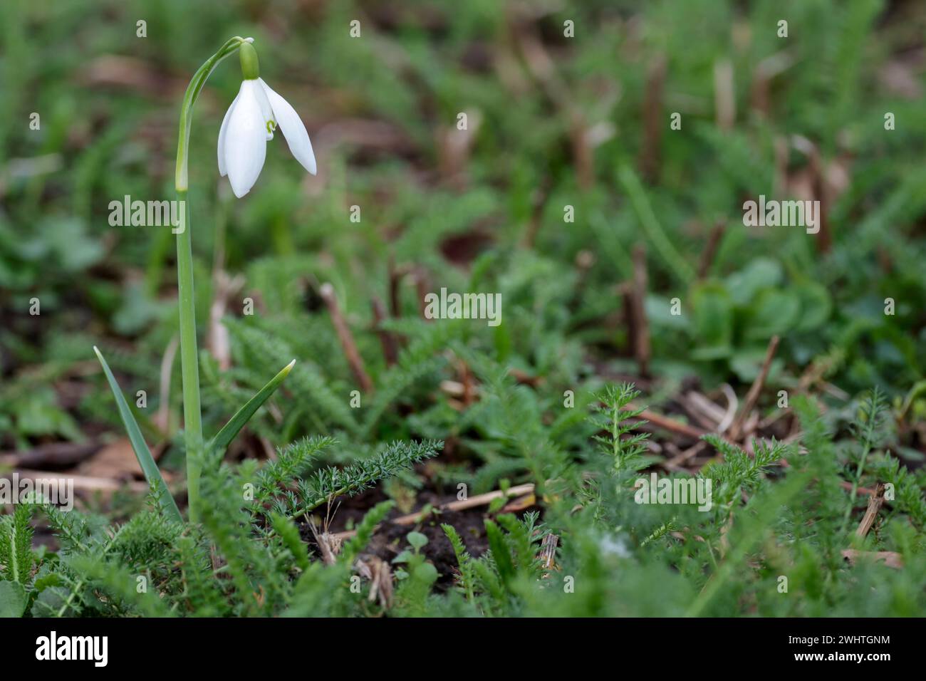 Snowdrop Galanthus nivalis, fleur saisonnière de début de printemps unique fleur blanche tombante sur une seule tige trois sépales étalant la bande comme des feuilles Banque D'Images