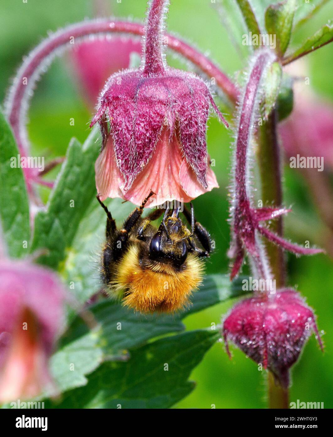 Arbre Bumblebee Bombus hypnorum se nourrissant sur l'eau Avens fleur Geum rivale à Lathkill Dale dans le Derbyshire Peak District UK Banque D'Images