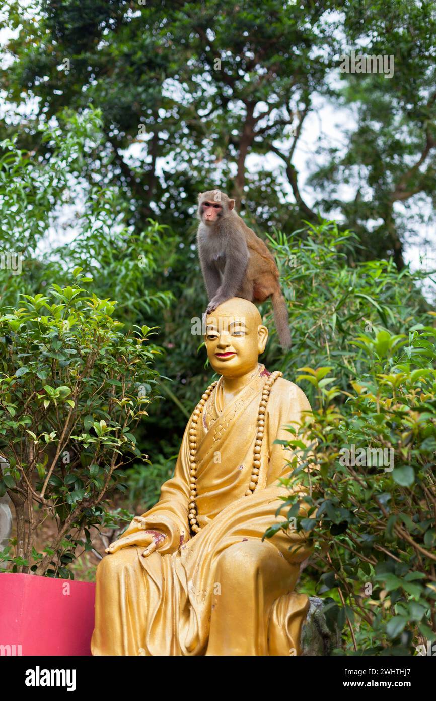 Le petit singe est assis sur la tête de la statue de Bouddha Banque D'Images