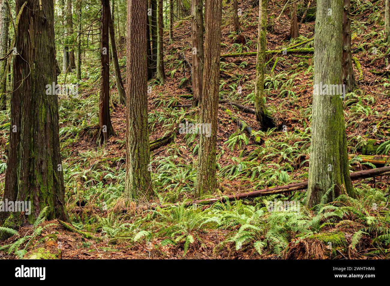 WA25046-00...WASHINGTON - arbre mousseline couvert de collines avec des feuilles d'érable Big Leaf de l'année dernière et des fougères d'épée. Banque D'Images