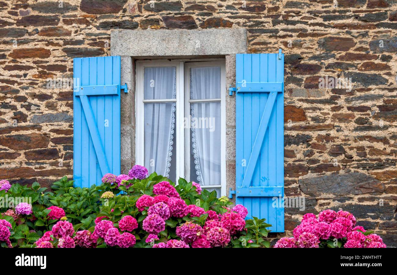 Fenêtre avec volets bleus dans une maison typique en granit, buissons d'hortensia, Roscoff, Bretagne, France Banque D'Images