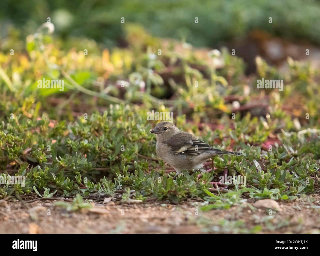 Chinchard commun (Fringilla coelebs), femelle, Estrémadure, Castilla la Mancha, Espagne Banque D'Images