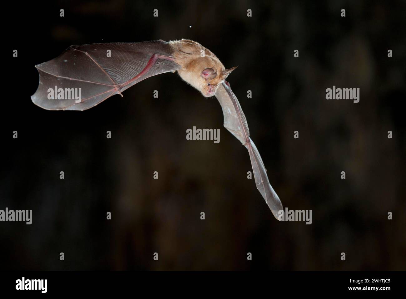 Grande chauve-souris en fer à cheval (Rhinolophus ferrumequinum) en vol, chauve-souris menacée d'extinction en Allemagne, dans le nord de la Bulgarie, en Bulgarie Banque D'Images