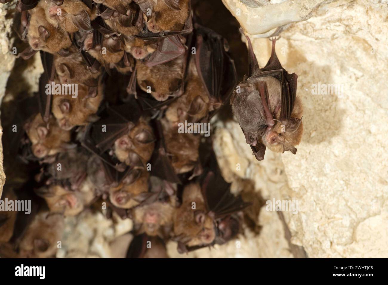 Petite chauve-souris en fer à cheval (Rhinolophus hipposideros), femelle avec des jeunes en maternité coq, chauve-souris menacée d'extinction en Allemagne, Thuringe, Allemagne Banque D'Images