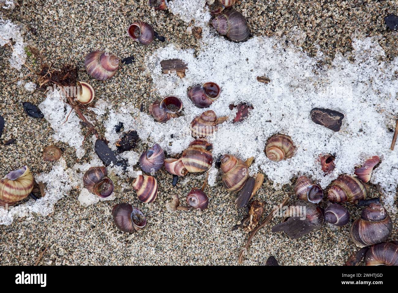 Vider les petites coquilles d'escargot sur le sable, couvert de givre, saupoudré de neige, gros plan, vue de dessus. Fond naturel par temps froid. Bord de mer, mer à Sibérie Banque D'Images