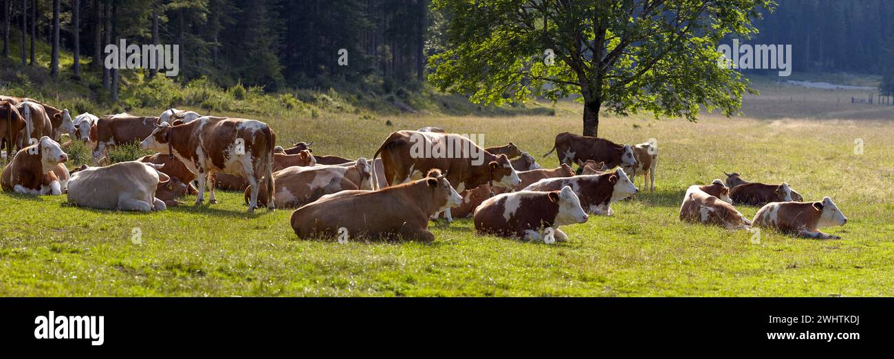 Troupeau de vaches dans le Kreuzen, Carinthie, Autriche Banque D'Images