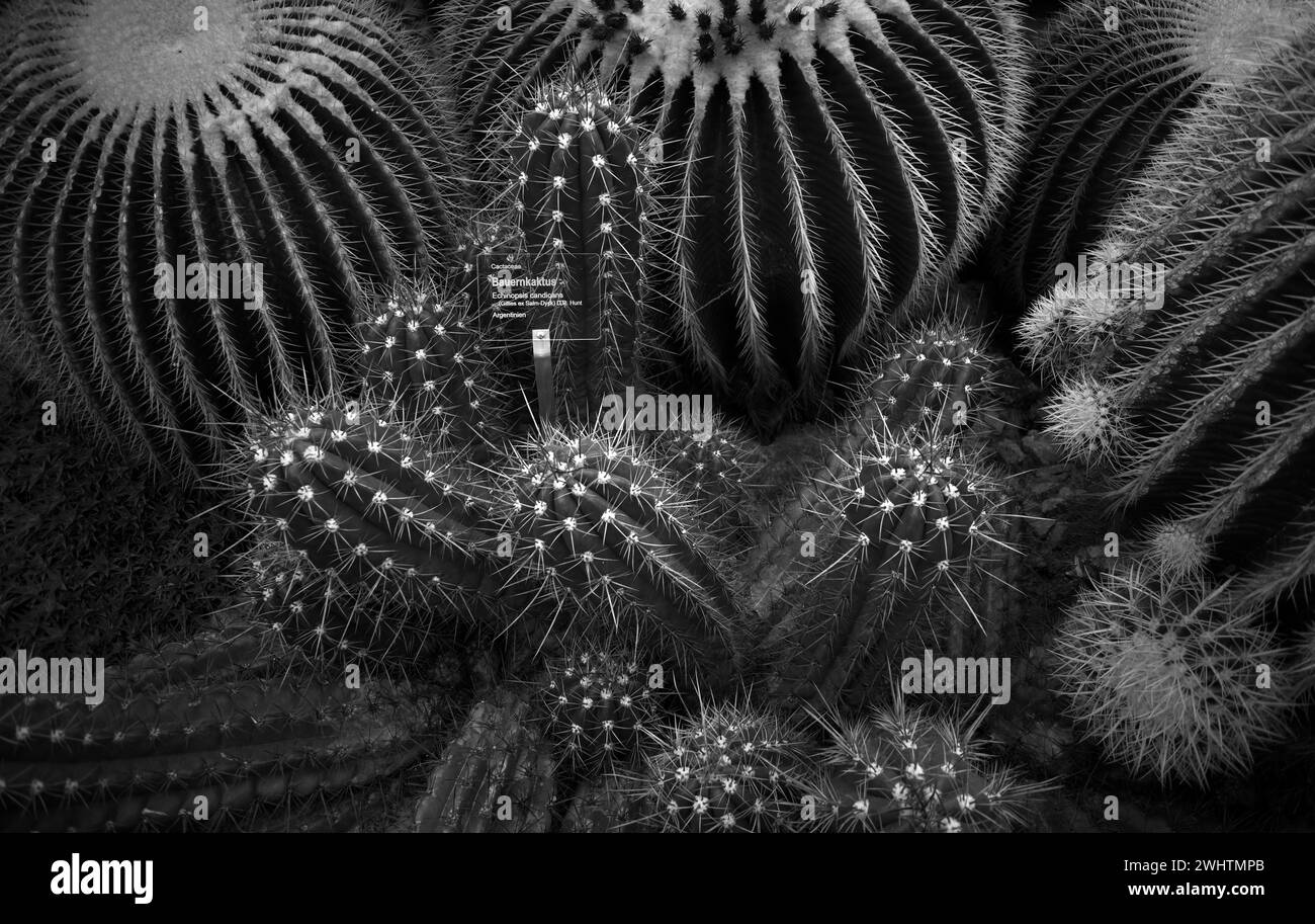 Cactus globe doré (Echinocactus platyacanthus) et cactus fermier (Echinopsis candicans), maison de cactus, serre, Wilhelma, Zoologique-Botanique Banque D'Images