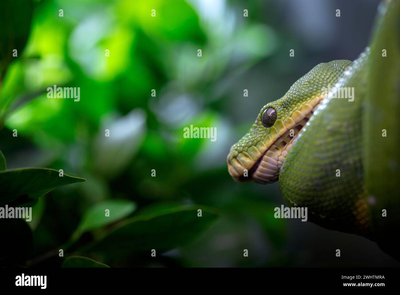 Python d'arbre vert (Morelia viridis), captif, occurrence Nouvelle-Guinée, Bade-Wuertemberg, Allemagne Banque D'Images