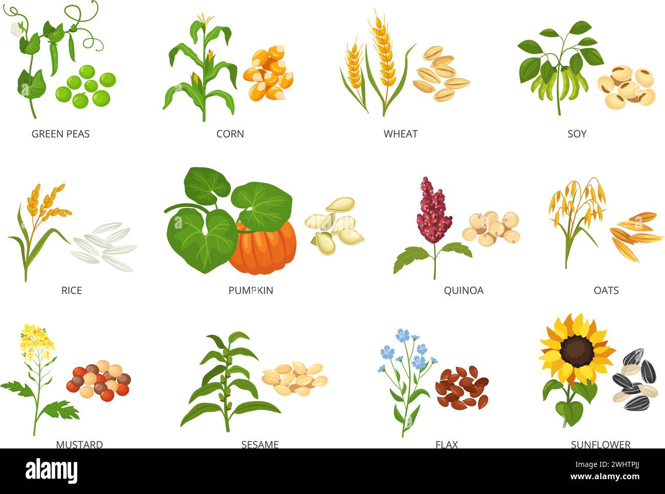 Graines et plantes. Cultures agricoles et leurs produits, croissance plantée et récoltée semences ou grains ensemble d'illustration vectorielle Illustration de Vecteur