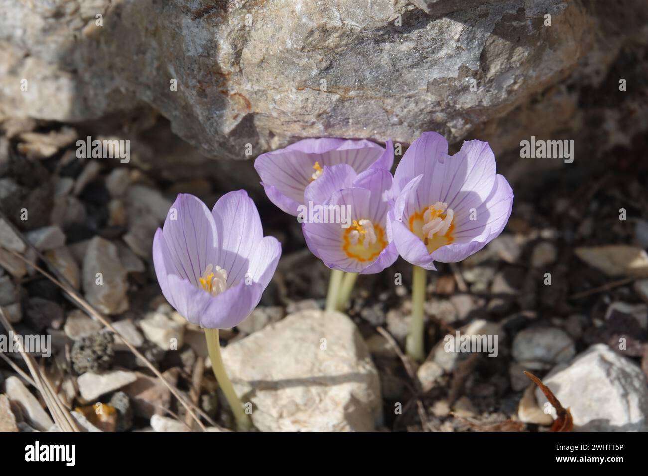 Crocus pulchellus, crocus poilu Banque D'Images