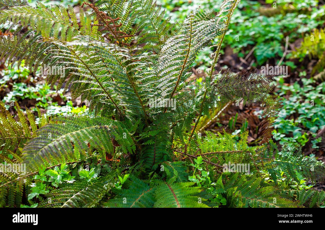Sunset Ferns , Dryopteris lepidopoda Banque D'Images