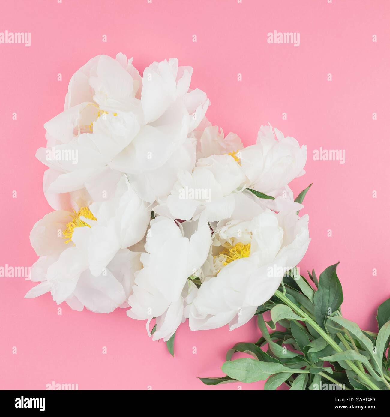 Fleurs de pivoine blanche en fleurs Banque D'Images