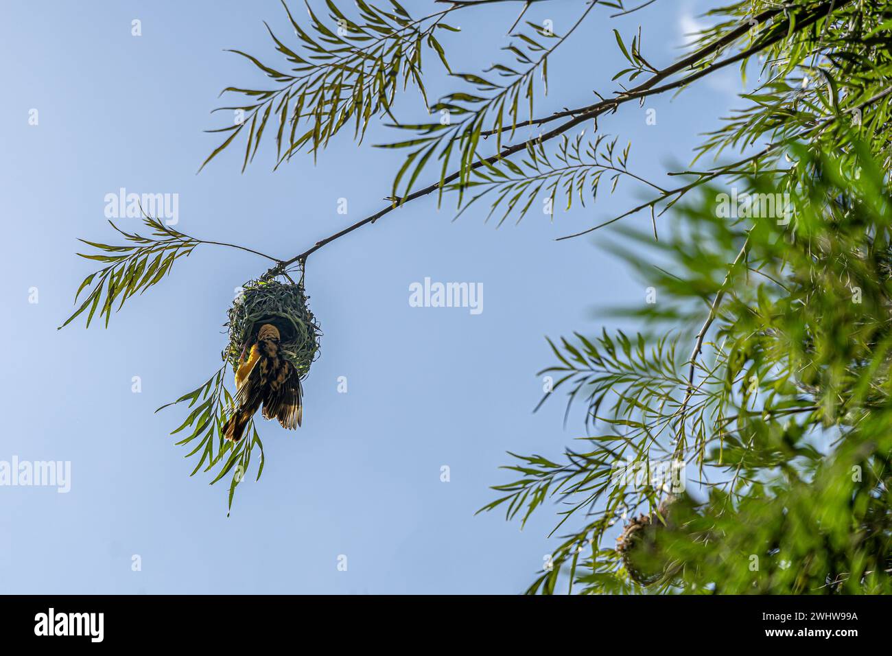 Un oiseau de village de tisserand, Ploceus cuculatus, se pend à l'envers sur son nid, ailes se propagent Banque D'Images