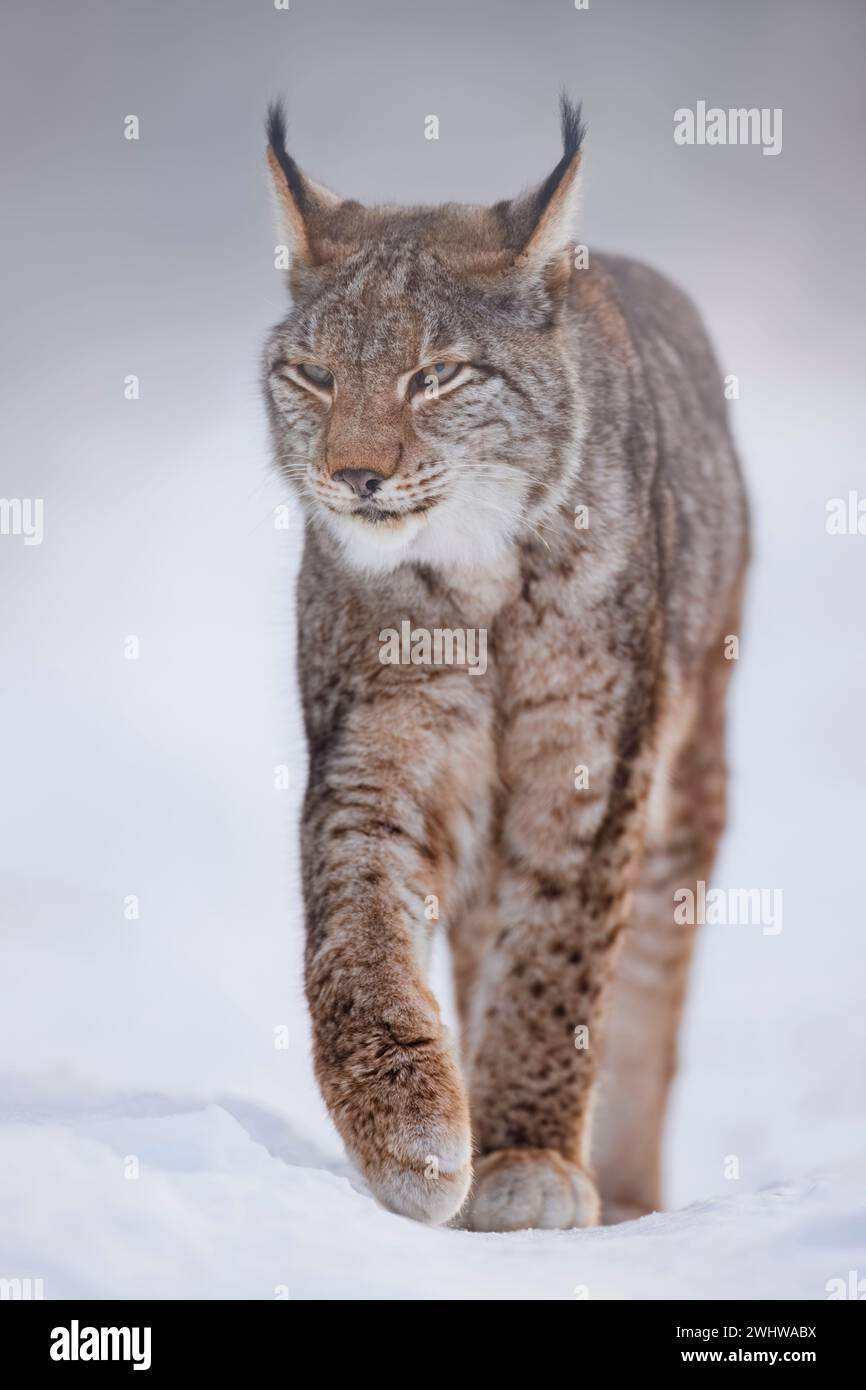 Lynx eurasien, Lynx lynx, hiver, marche Banque D'Images