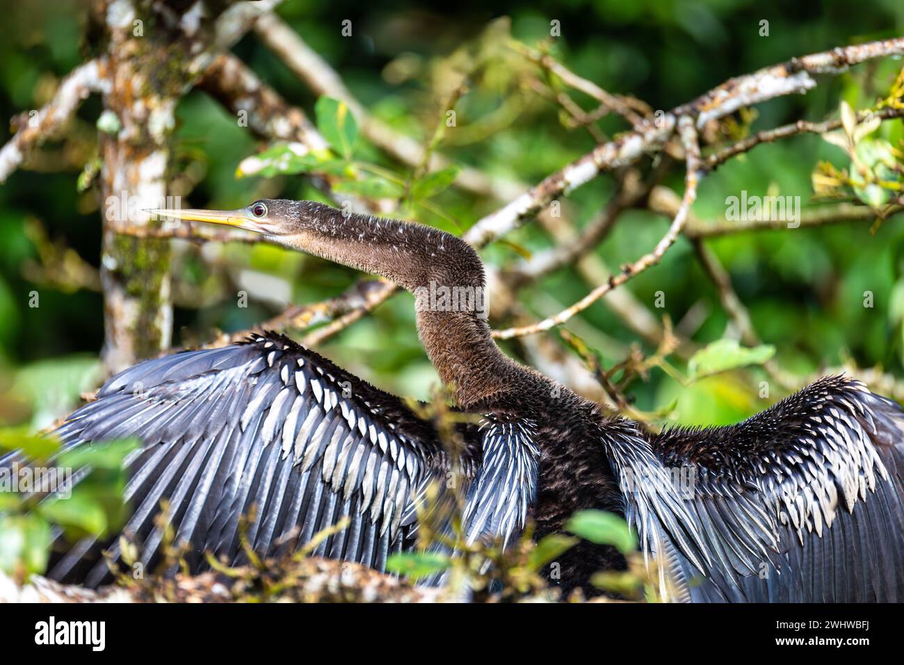 Snakebird, dard, dard américain, ou dinde d'eau, Anhinga anhinga, Costa Rica Banque D'Images