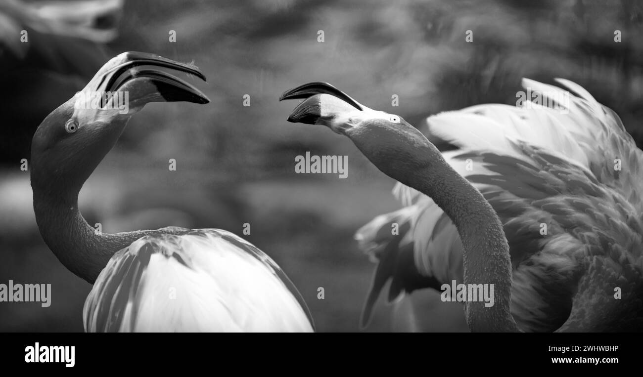 De magnifiques flamants qui marchent dans l'eau avec des herbes vertes de fond. Flamingo américain marchant dans un étang. Banque D'Images