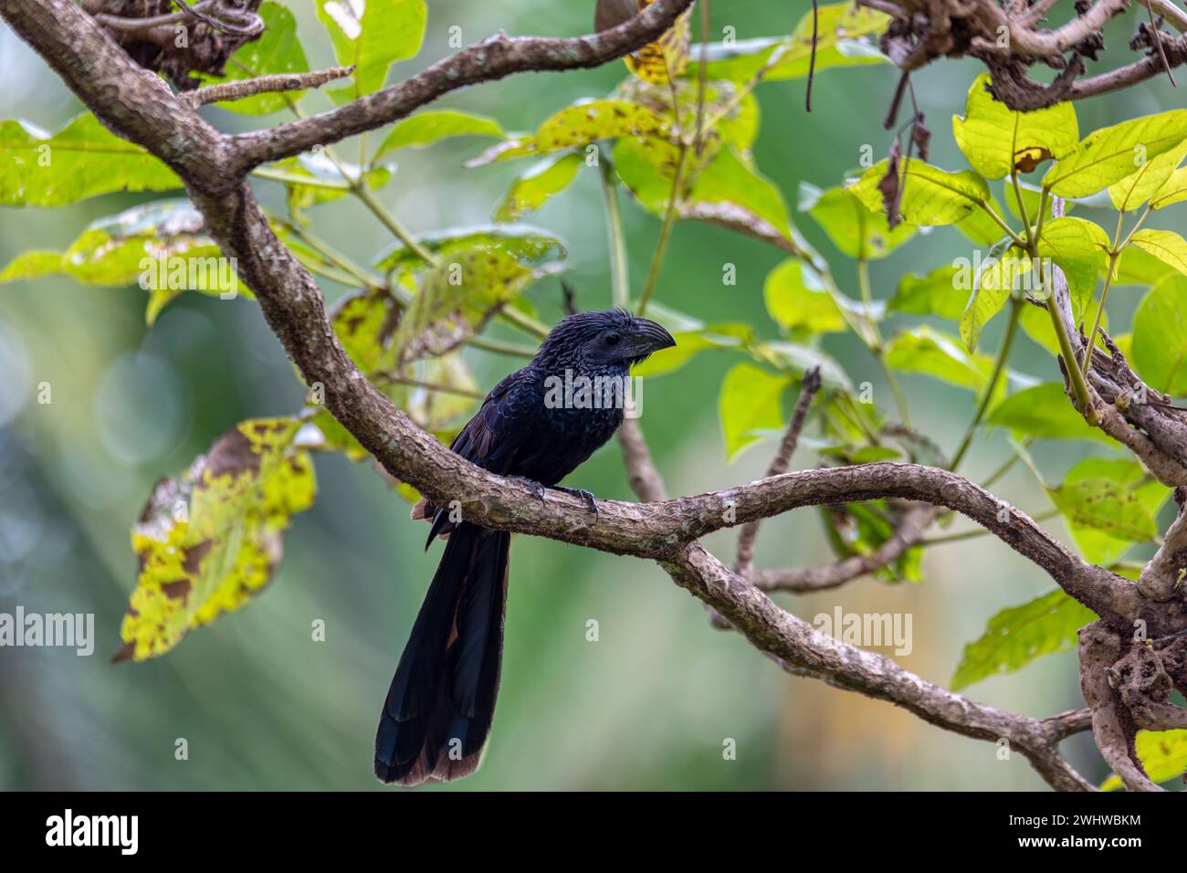 Oiseau, ani à bec cannelé, Crotophaga sulcirostris, Guanacaste Costa Rica Banque D'Images