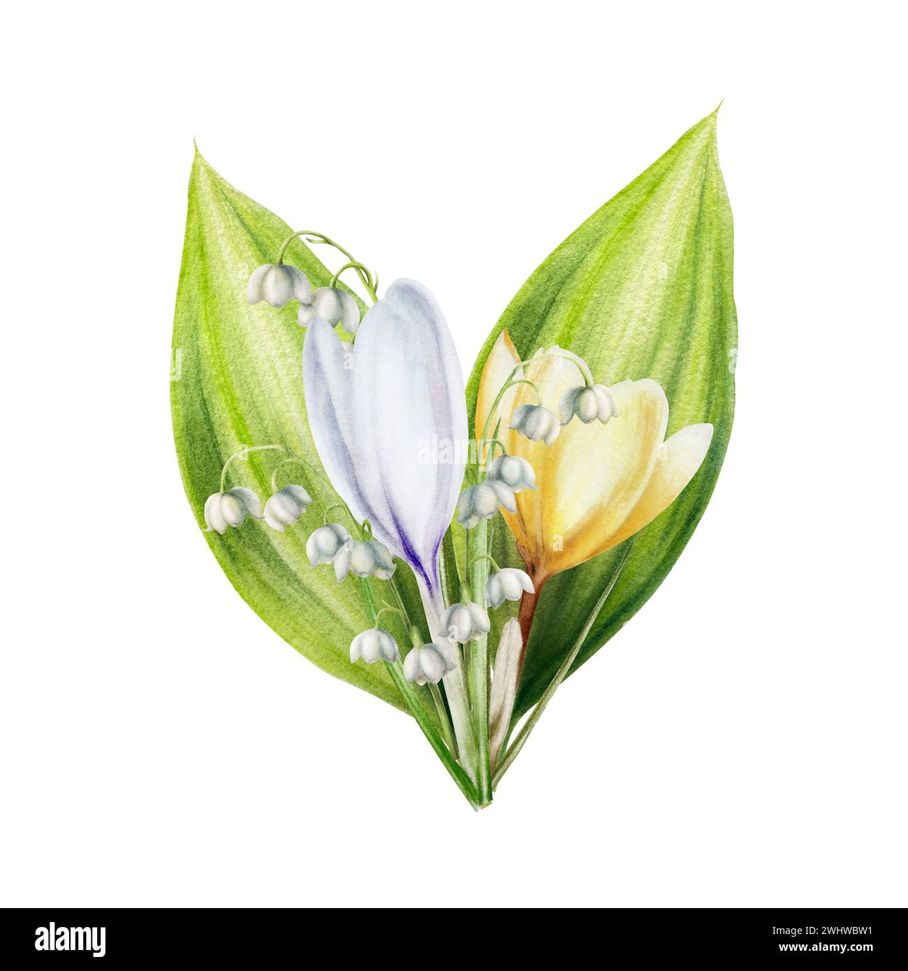 Bouquet aquarelle de crocus fleurissant jaune et blanc et de lis des fleurs de la vallée isolé sur fond blanc. Printemps et pâques main botanique p Banque D'Images