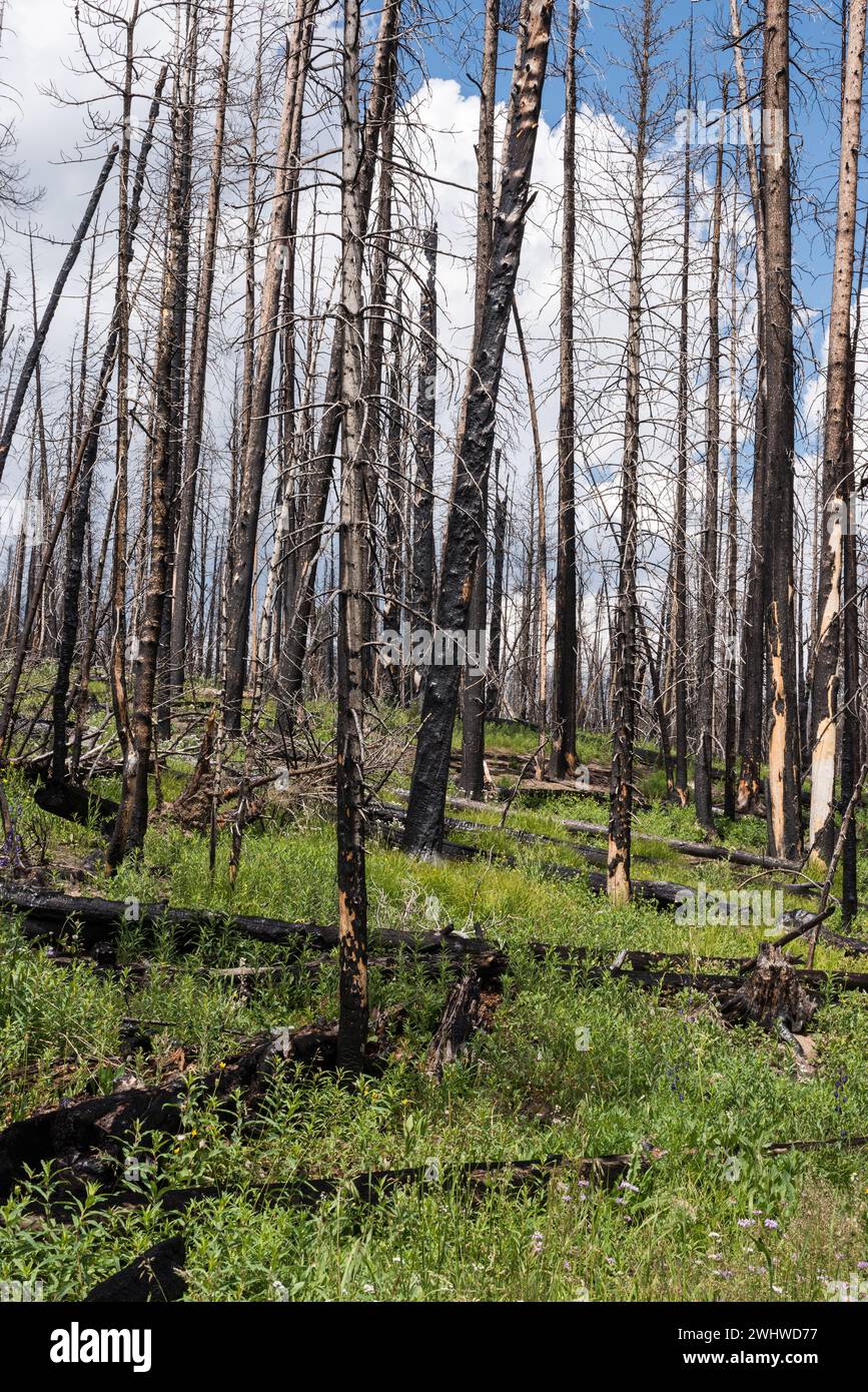 Cameron Peak Fire Area trois ans plus tard revient avec la végétation et une résurgence du paysage. Banque D'Images