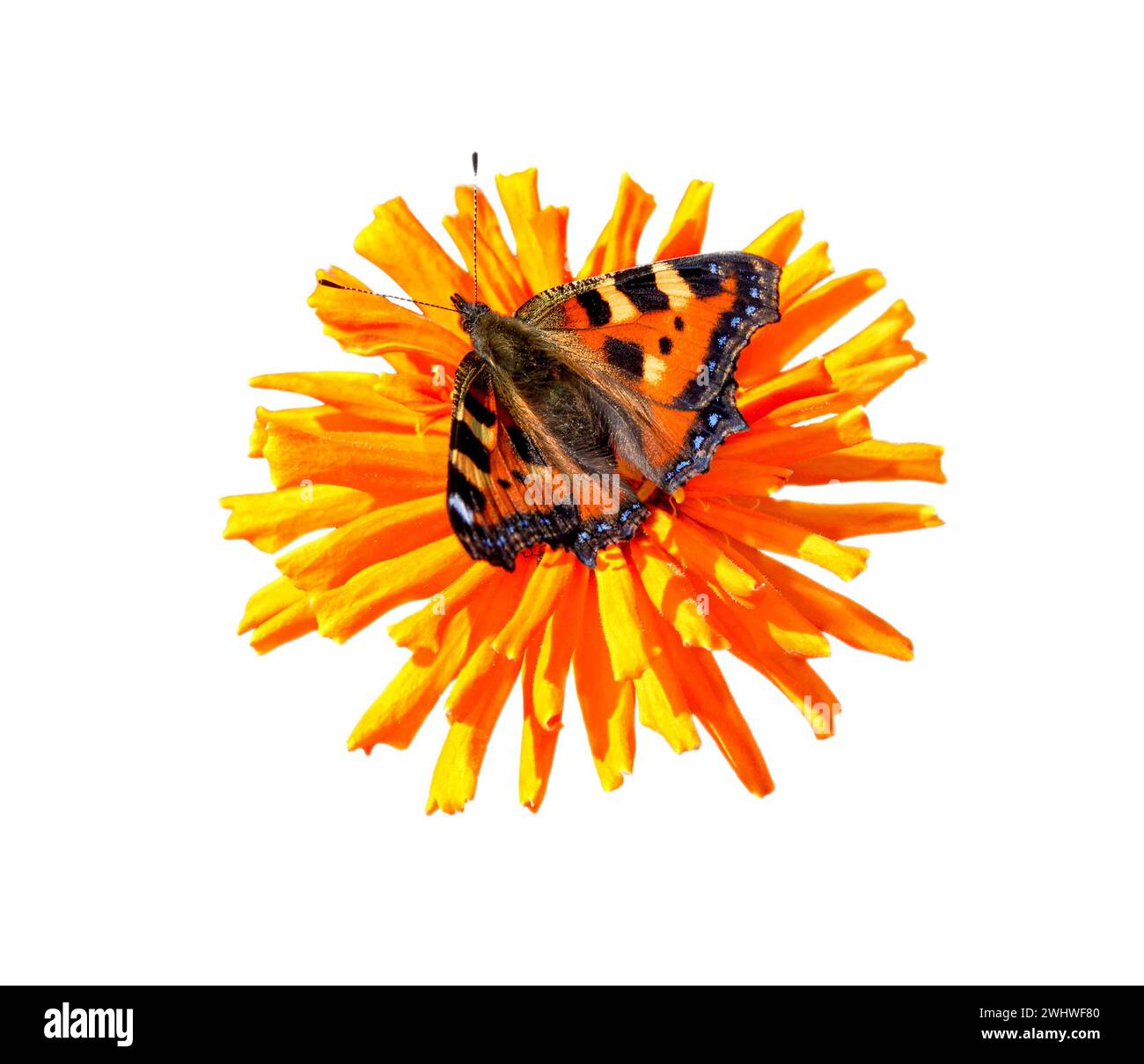 Papillon sur fleur isolé sur fond blanc. Papillon et fleur jaune de cinnia. Banque D'Images