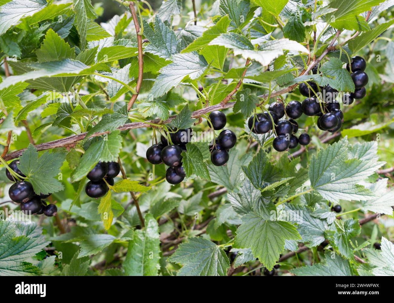 Branche noire de cassis avec fruits. Cassis biologique dans un verger. Branches avec fruits juteux. Gros plan du currant mûr sur la branche dans le jardin. Banque D'Images
