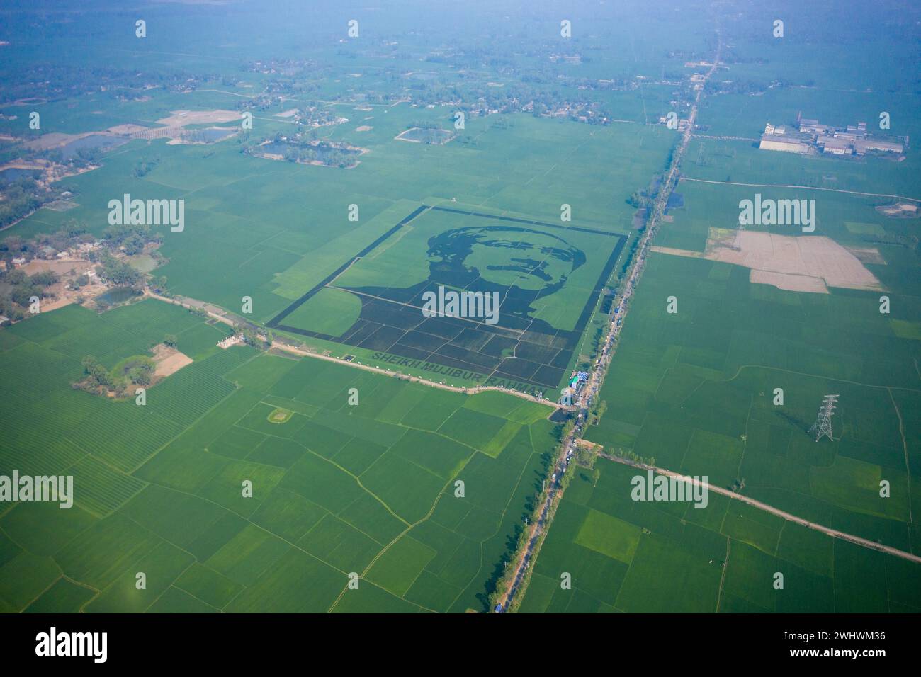 Vue du portrait de Cheikh Mujibur Rahman, le père de Nation Bangabandhu, vue d'une grande mosaïque faite avec du riz violet dans un champ à Bogra, Bangladesh. Banque D'Images