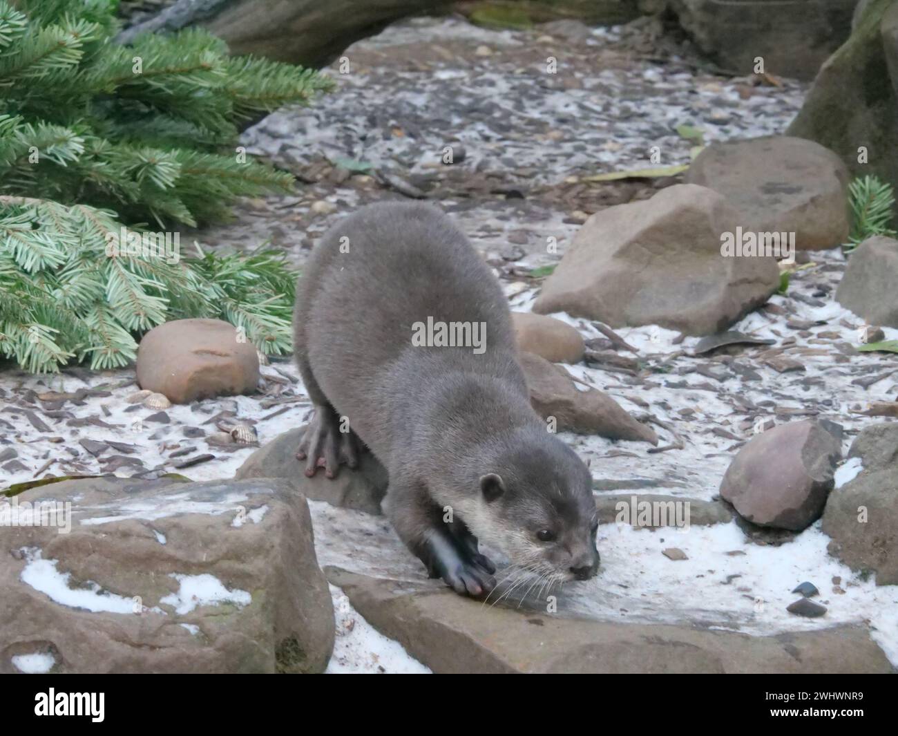 Loutre asiatique à griffes courtes Banque D'Images