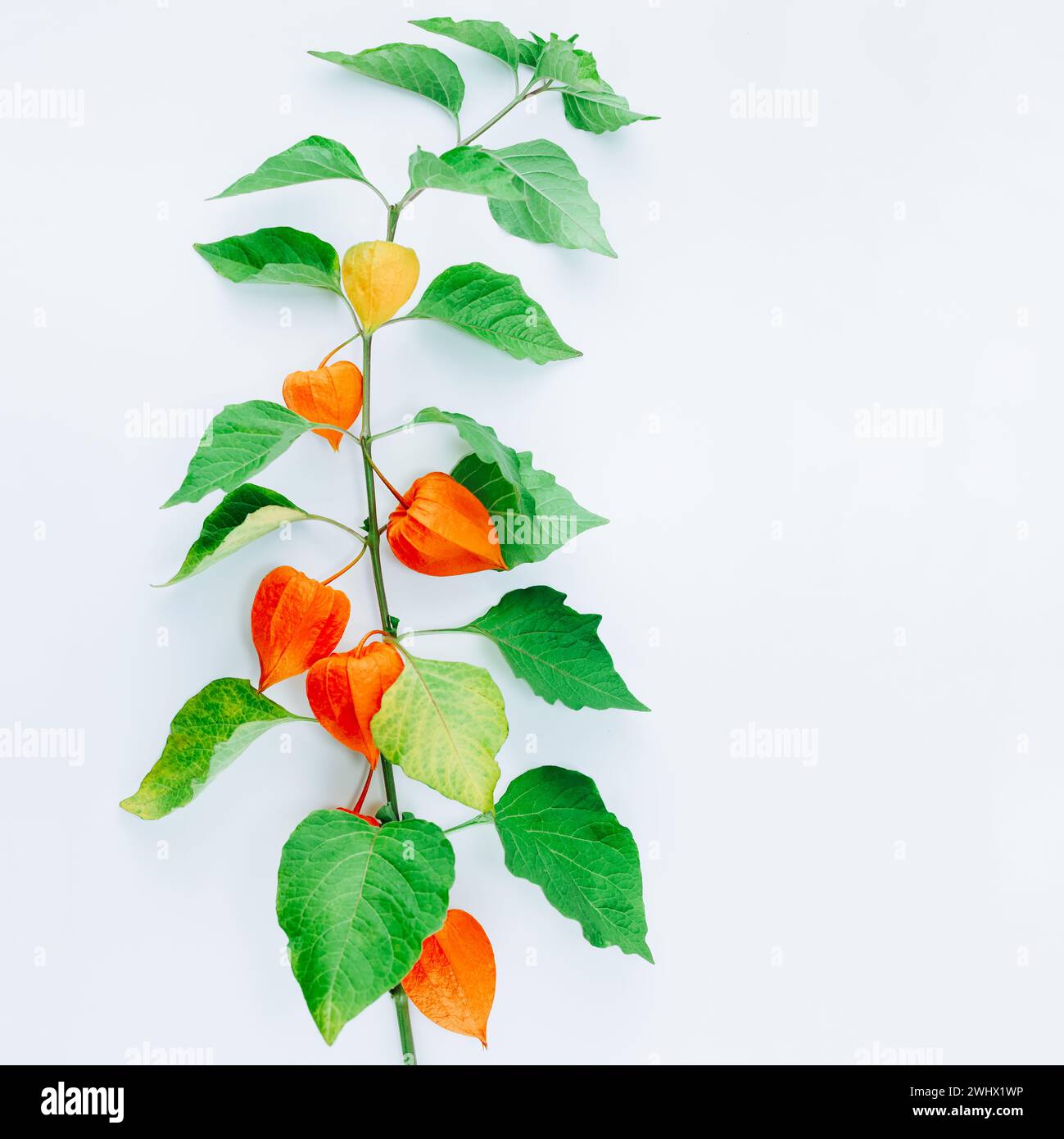 Fleur d'orange de physalis alkekengi isolée Banque D'Images