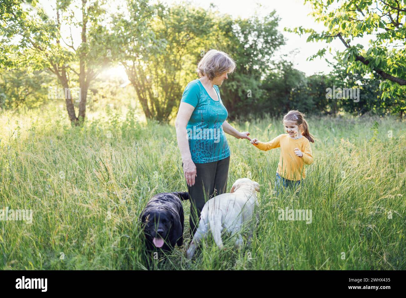 Grand-mère aux cheveux gris et petite-fille mignonne promènent leurs chiens ensemble dans le parc Banque D'Images